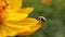 Seven-spot ladybug ladybird sitting on a leaf and doing its thing in a macro shot. Coccinella septempunctata seven-spot ladybir