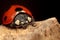 Seven-Spot Ladybug on a log.