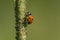 Seven-spotted Lady Beetle