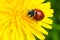 Seven-spotted Lady Beetle - Coccinella septempunctata