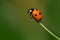 Seven-spotted Lady Beetle - Coccinella septempunctata