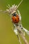 Seven-spotted Lady Beetle - Coccinella septempunctata