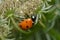 Seven-spotted Lady Beetle - Coccinella septempunctata