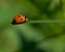 Seven-spotted Ladybug, Coccinella septempunctata