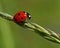 Seven-spotted Ladybug, Coccinella septempunctata