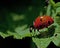 Seven-spotted Ladybug, Coccinella septempunctata