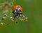 Seven-spotted Ladybug, Coccinella septempunctata