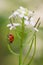 Seven-spotted Ladybug on Flowering Garlic Mustard