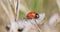 Seven spotted ladybug in the grass