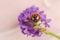 Seven-spotted ladybug on lavender flower