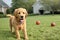 Seven week old golden retriever puppy outdoors, generative ai