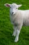 Seven week old male lamb