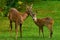 Seven weeks young wild Roe deer, Capreolus capreolus