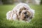 Seven year old Cavapoo laying on the grass with his stick very close up