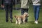 Seven year old Cavapoo looking back from his obscured owners