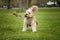 Seven year old Cavapoo playing with his toy squirrel