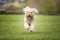 Seven year old Cavapoo on a run in the park