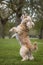 Seven year old Cavapoo standing on his hind legs playing in the park