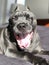 Seven years old cane corso italian mastiff portrait