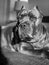 Seven years old cane corso italian mastiff portrait