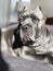 Seven years old cane corso italian mastiff portrait