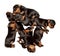 Seven Yorkshire Terrier puppies