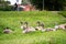 Seven young swans in the town sitting in grass