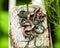 Seven young viviparous lizards on a wooden post