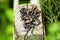 Seven young viviparous lizards on a wooden post