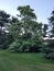 Seventy foot tall Catalpa tree