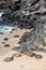 Seventy Green Sea Turtles basking on the sandy shoreline at Hookipa Beach with two turtles coming out of the ocean