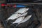 Several ablet, roach and bream fish on fishing net. Fishing rod