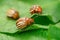 Several adult Colorado potato beetles eat potato leaves Close up Macro