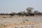 Several adult elephants with baby elephants walk on the stony desert of a national park in Africa. Nature reserve