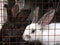 Several adult rabbits in a cage with metal bars, farming