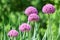 Several Alium flowers in the meadow