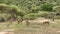 Several antelopes and striped zebras graze in Tarangire National Park. Safari in Africa.