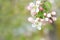 Several apple blossoms on a blurred background with copy space