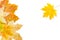 Several autumn maple leaves on a white background