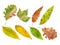 Several autumn nature leaf from botany environment isolated