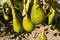 Several avocados hanging from its tree, known as Persea americana Mill. belonging to the Lauraceae plant family