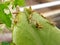 several baby green grasshoppers on a leaf