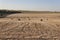 Several bales of hay