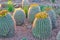 Several barrel cacti