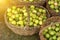 Several baskets with pears standing on grass, the sun