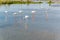 Several beautiful flamingos looking for food in the river, beautiful pink colored legs. Amazing wild life.