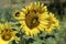 Several bees on sunflower collecting pollen