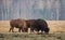 Several Big aurochs grazing on the field.Some large brown bison on the forest background.