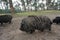 Several big black wild swine with their babies walking in the forest