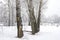 Several bird feeders in the winter forest. Russia